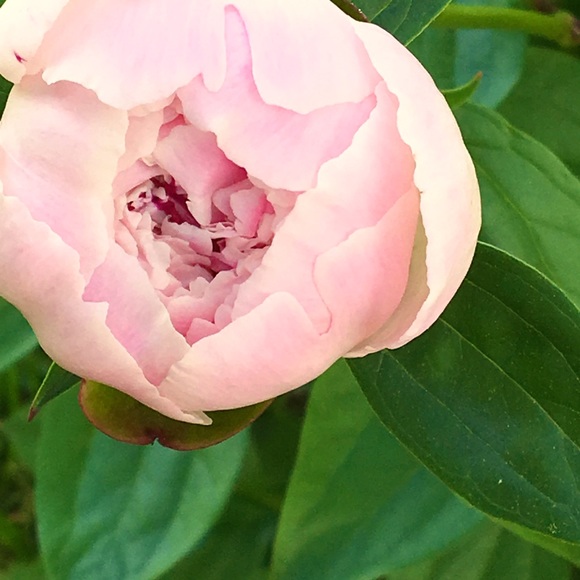 Meet your Posher, Nicole - Picture 1 of 1